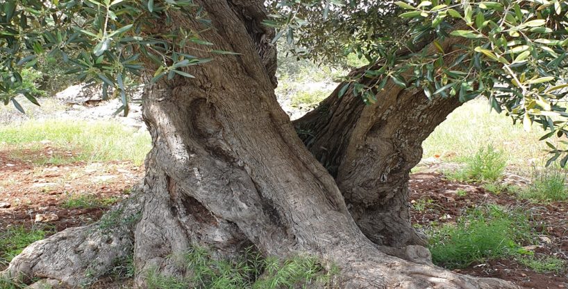 COUNTRY ESTATE with ANCIENT OLIVE GROVE – 5 HECTARES – DEVELOPMENT CHANCE
