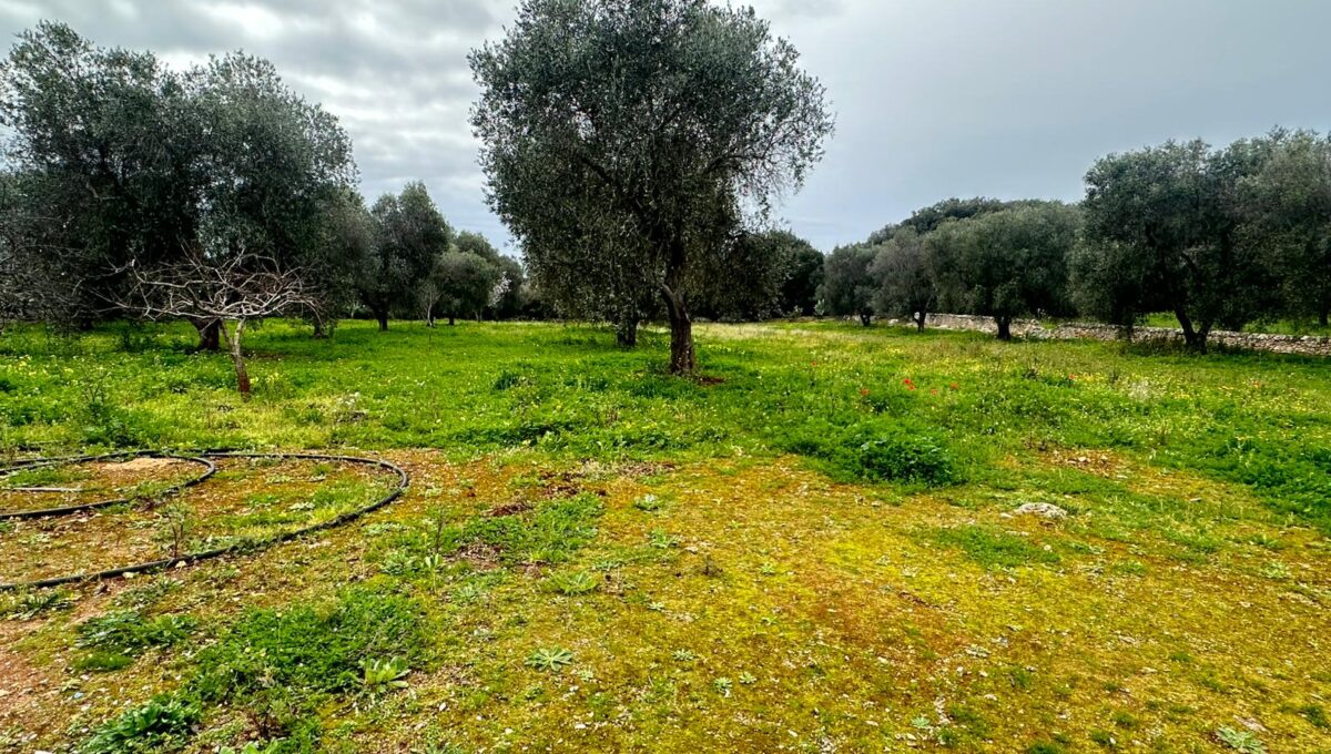 WhatsApp Image 2026-02-11 at 12.00.39